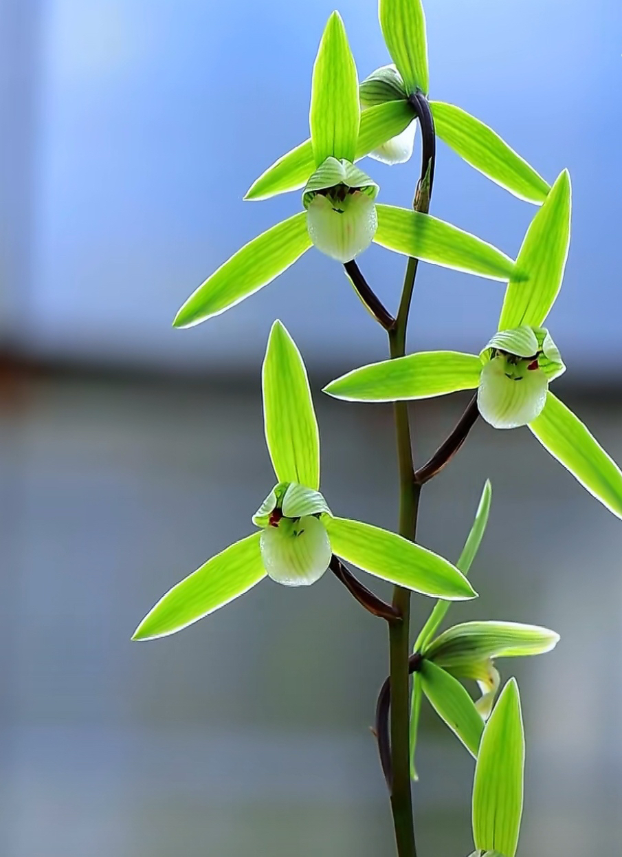 云南特色花卉虎头兰