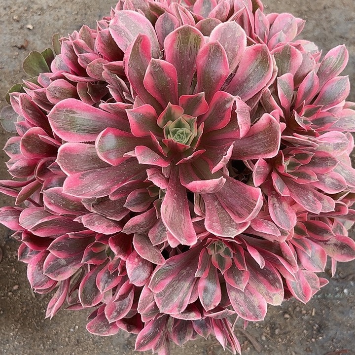 多肉植物粉女妖锦…………