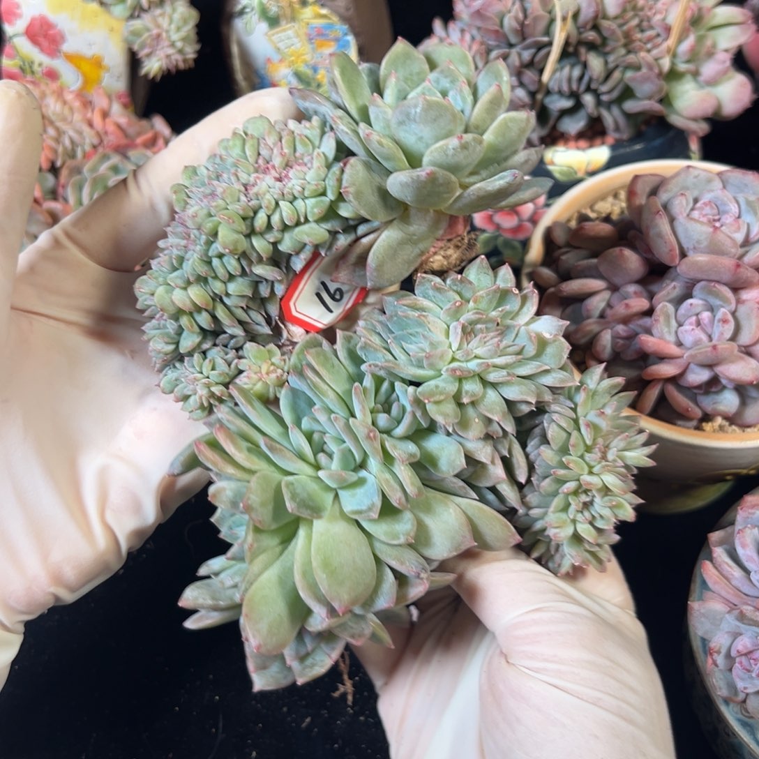 新年快乐 新年快乐