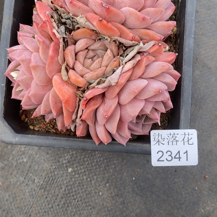 冉**精品多肉植物2341