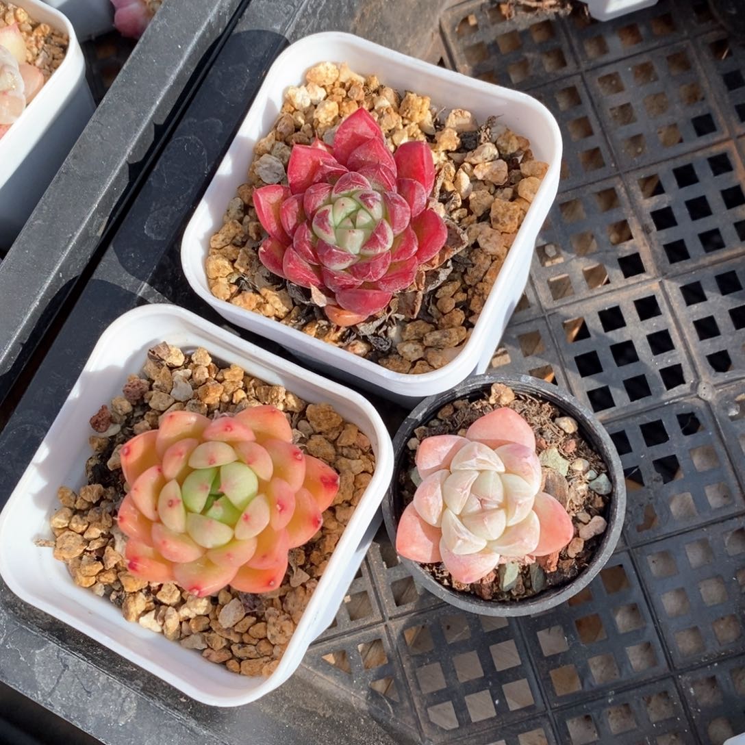 精品多肉一物一拍不包整706