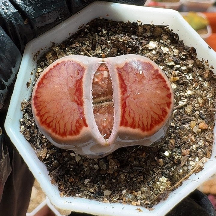 生石花233:：。  68