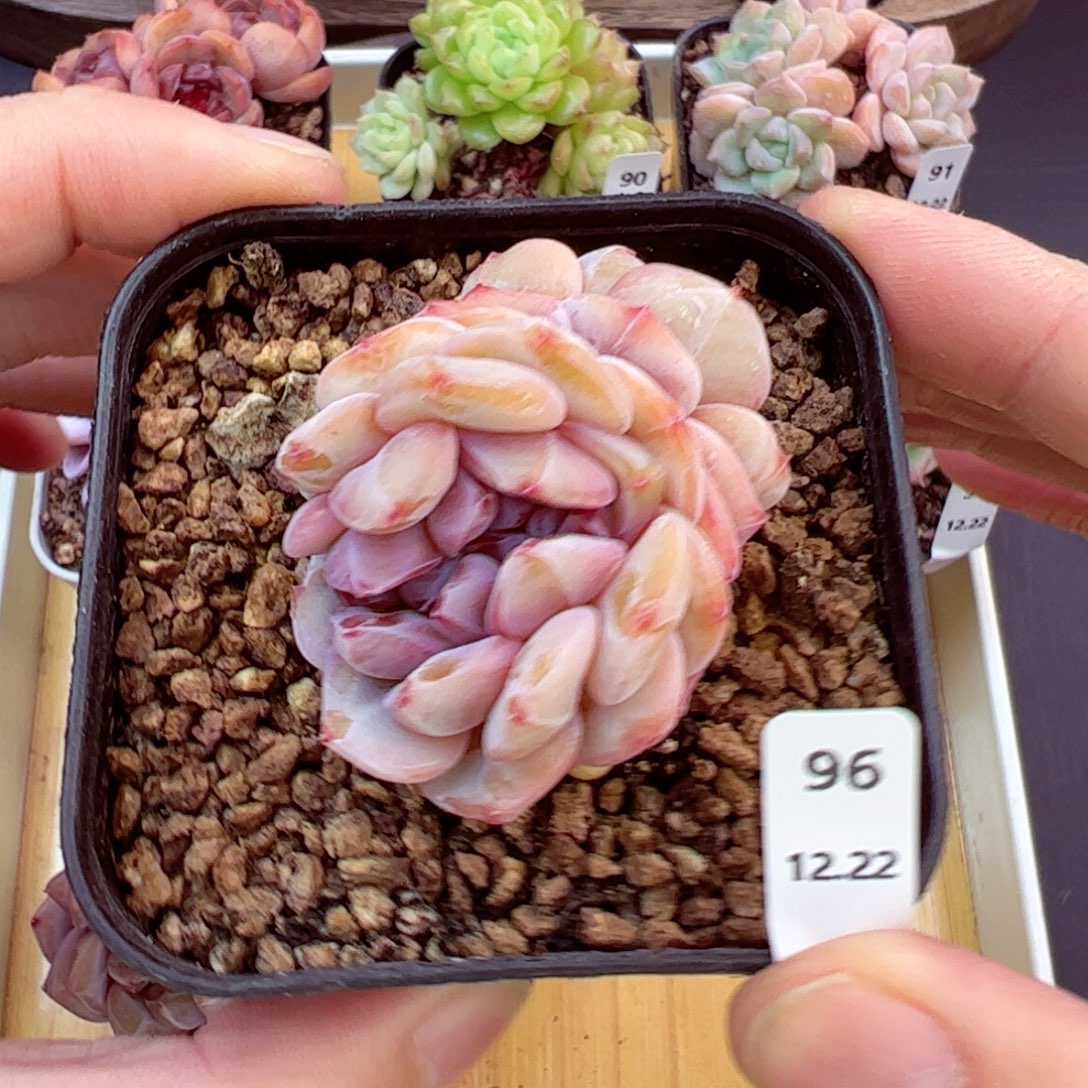 好好看96、哈哈哈哈