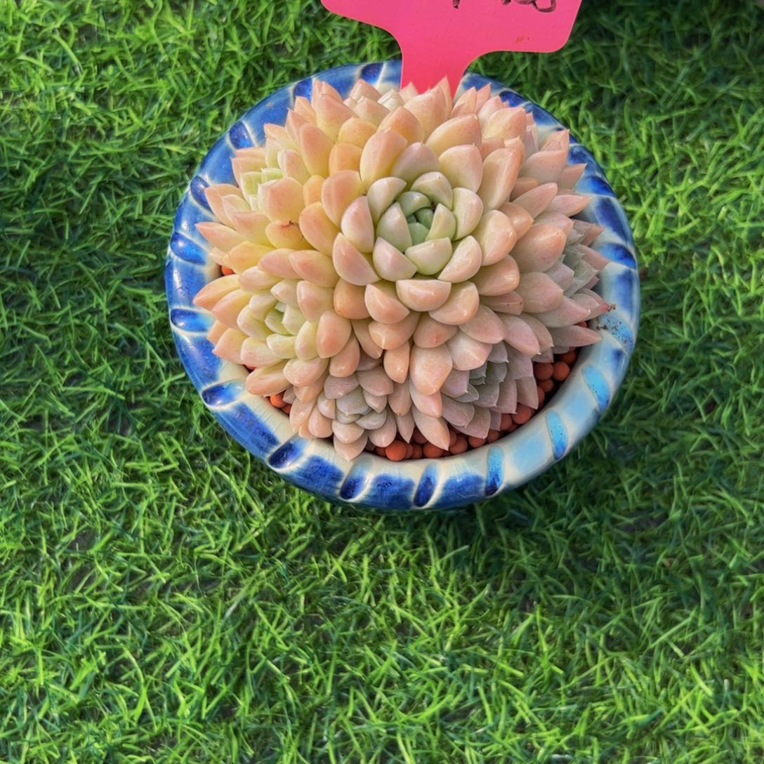 遥***蓝奶油美人多肉植物