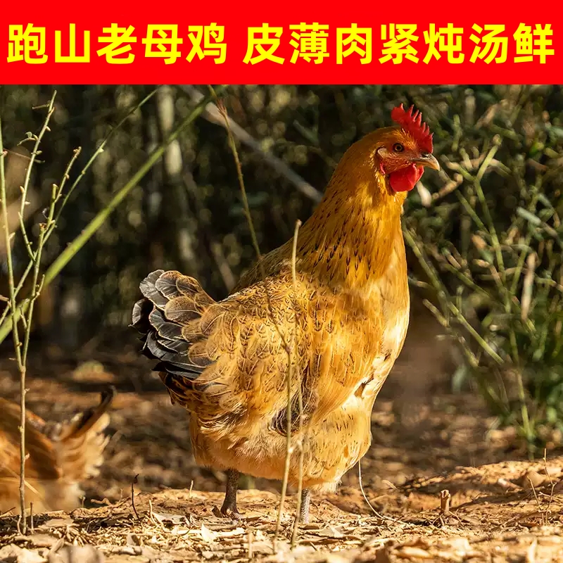 【1只】正宗黑脚土鸡散养2年黄油老母鸡新鲜现杀走地鸡草鸡煲汤佳品