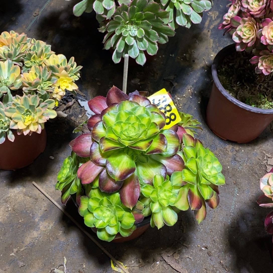 韶华多肉法师388