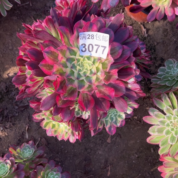 3077天和多肉植物