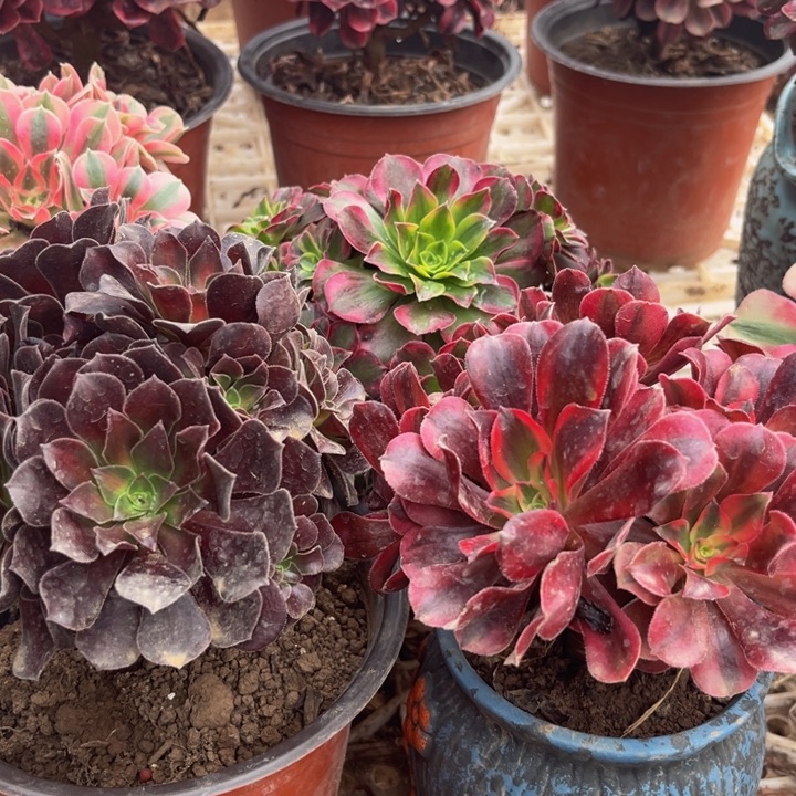 小花娜加小美杜莎加小安娜