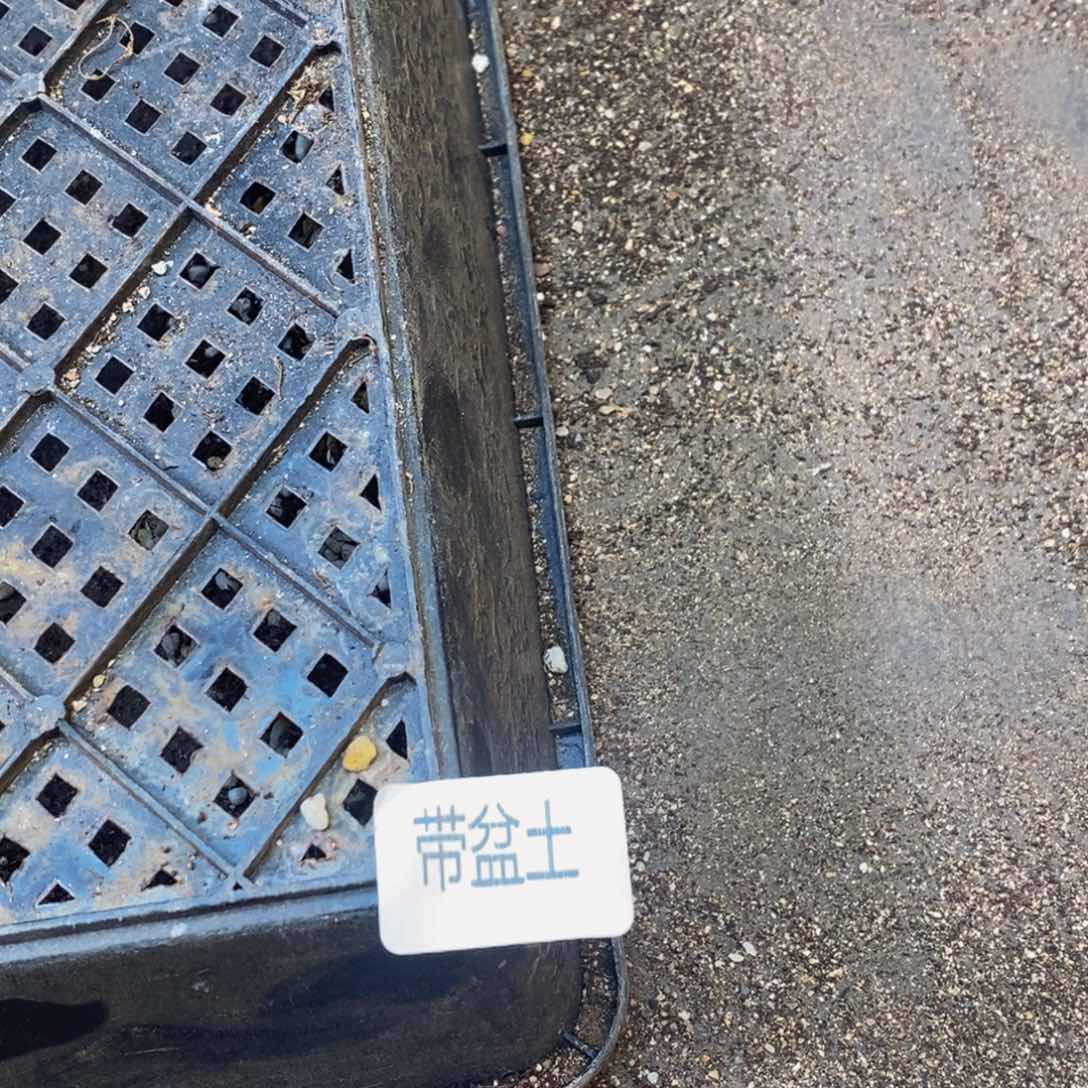 吐***鱼612带盆土邮费