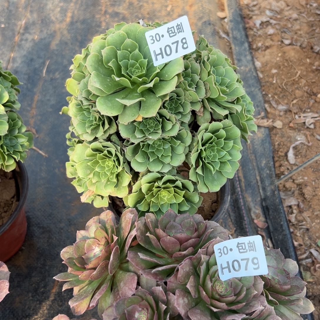 2颗组合多肉法师