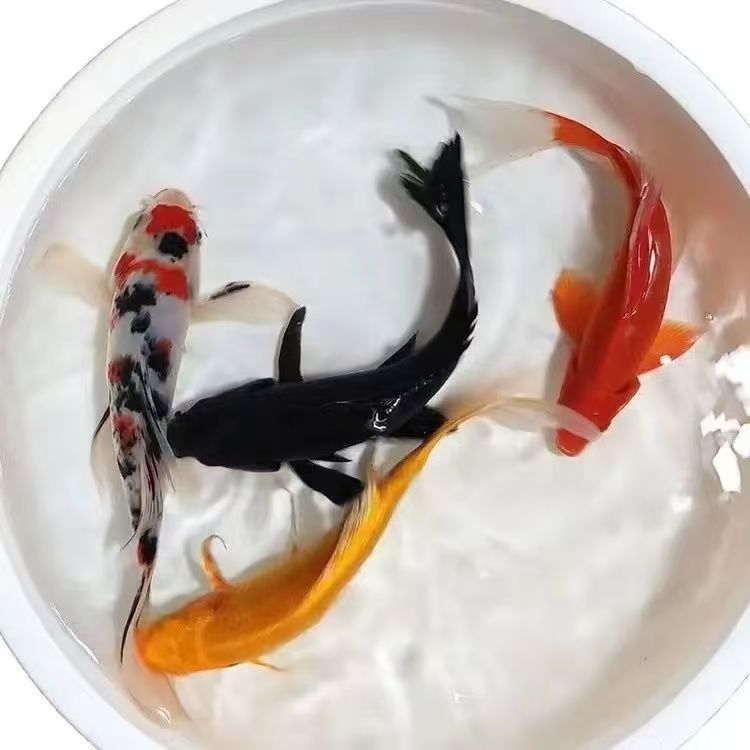 来财锦鲤活体冷水淡水观赏鱼苗好养耐活多种颜色可选