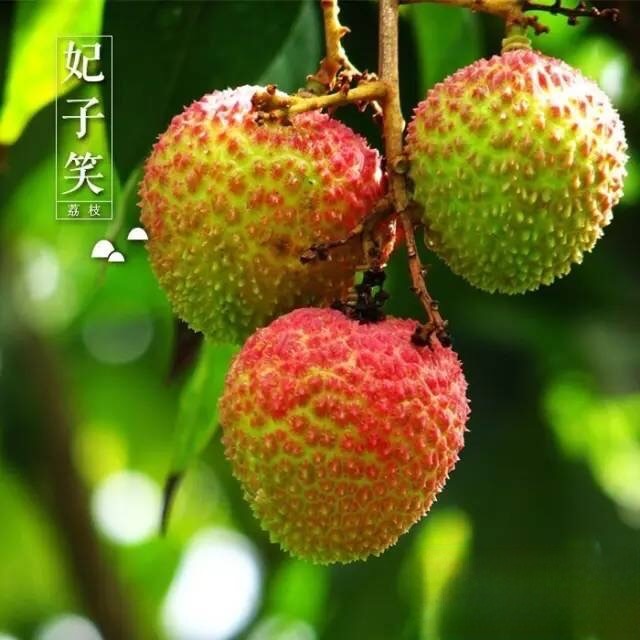 [川渝特惠] 4斤装（净重2斤）合江老树妃子笑荔枝现摘现发顺丰包邮