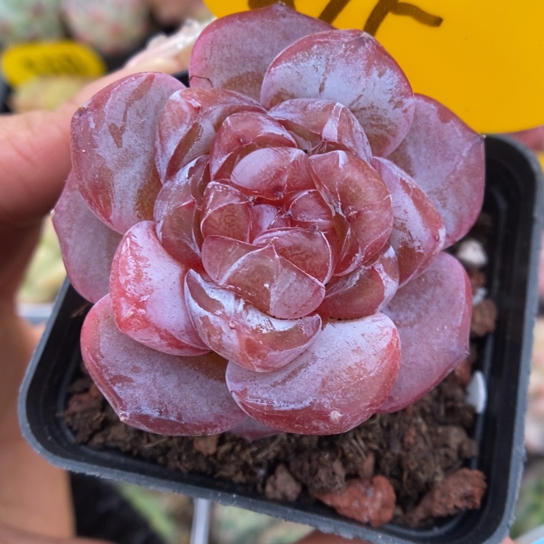 星河可拍815号。      