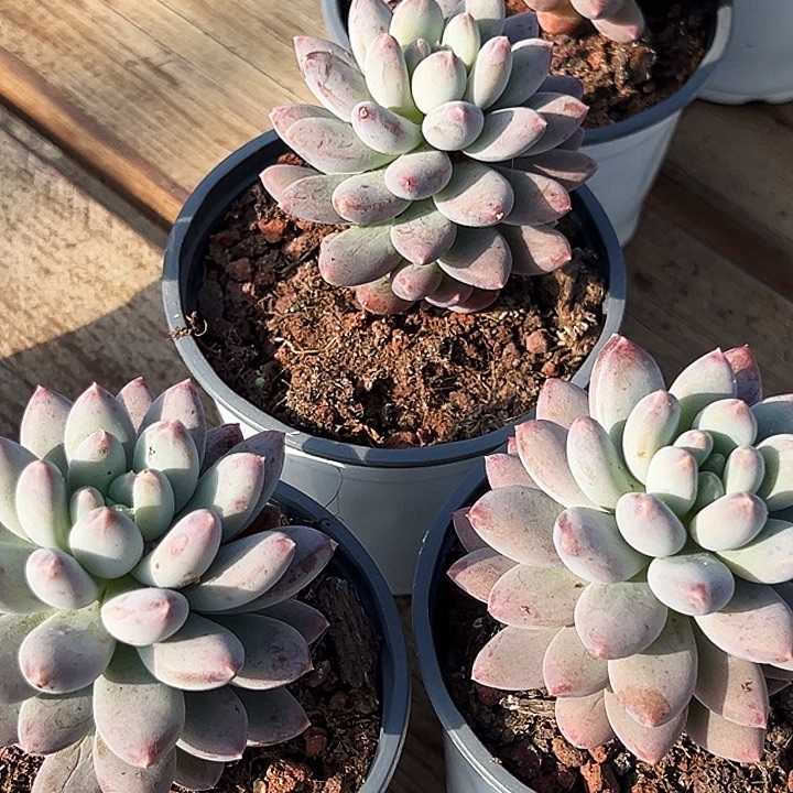  团075  哥特  萝莉   