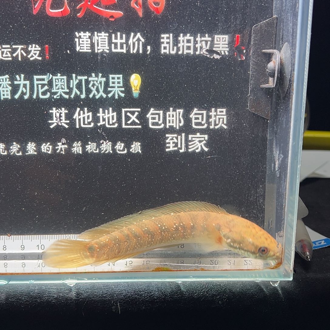 雷龙鱼七星雷龙七星雷龙