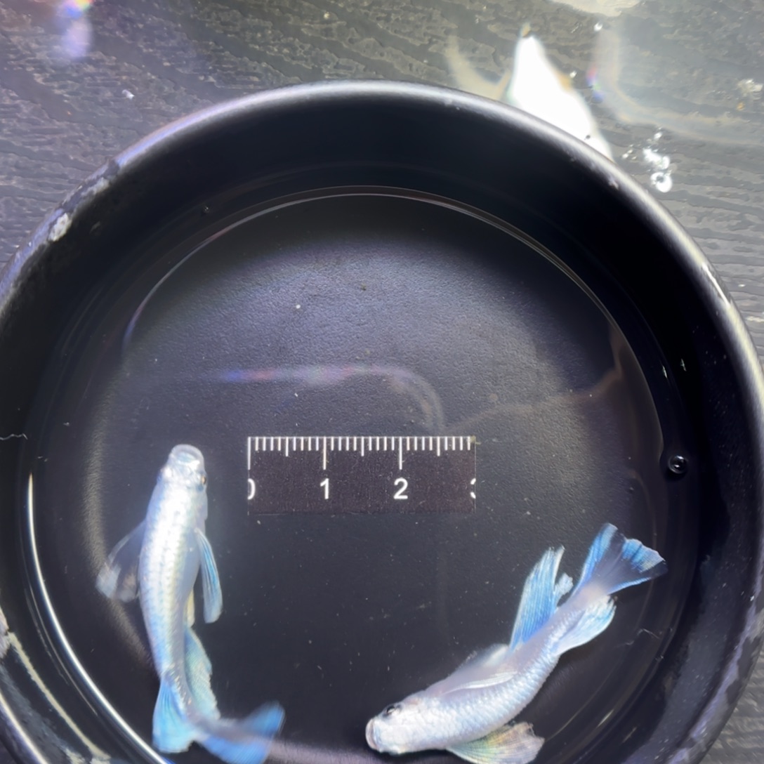 青鳉鱼观背青鳉鱼直播间18