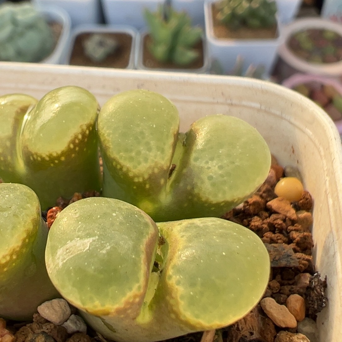 老***米63多肉植物百科植物