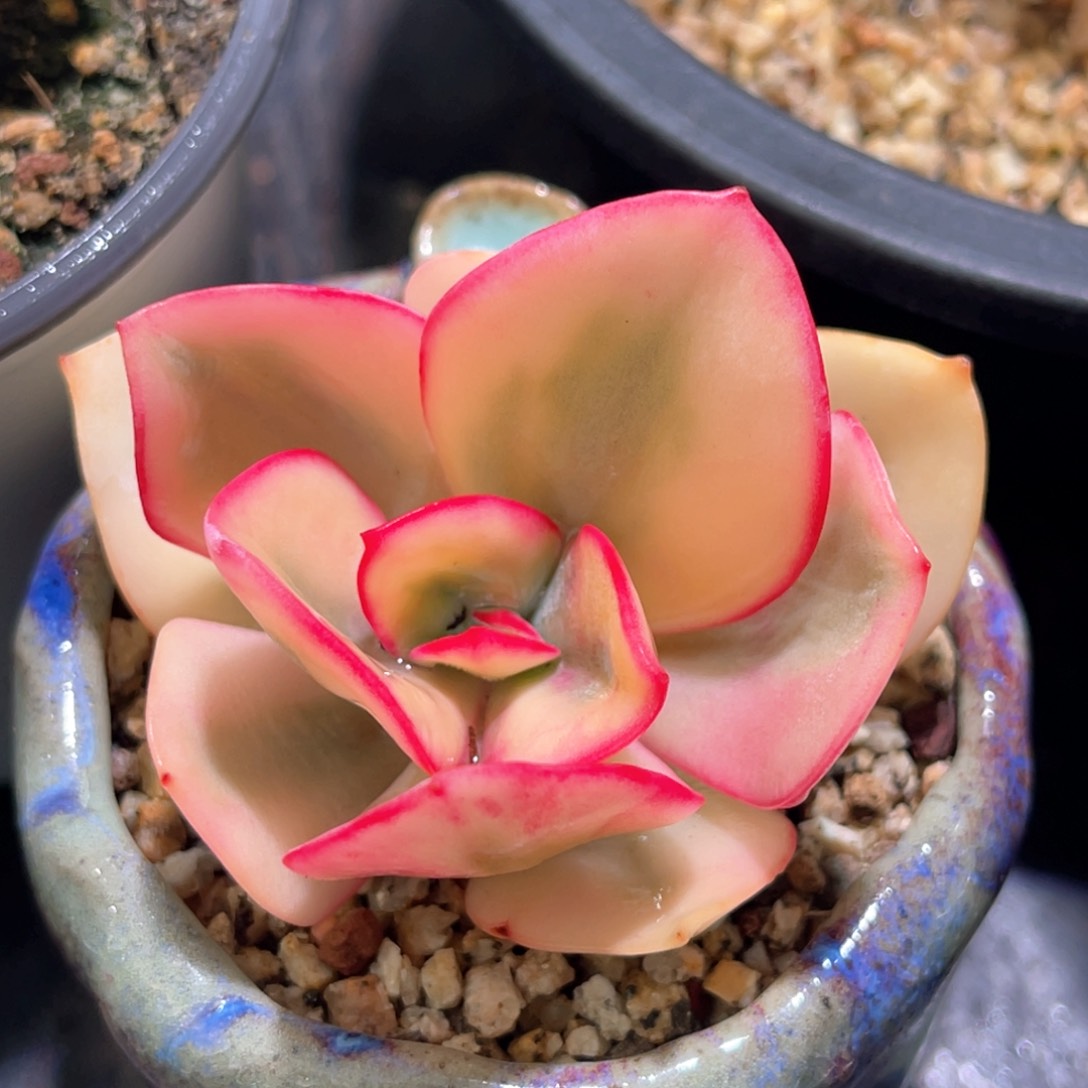 多肉特价不知名锦头盖