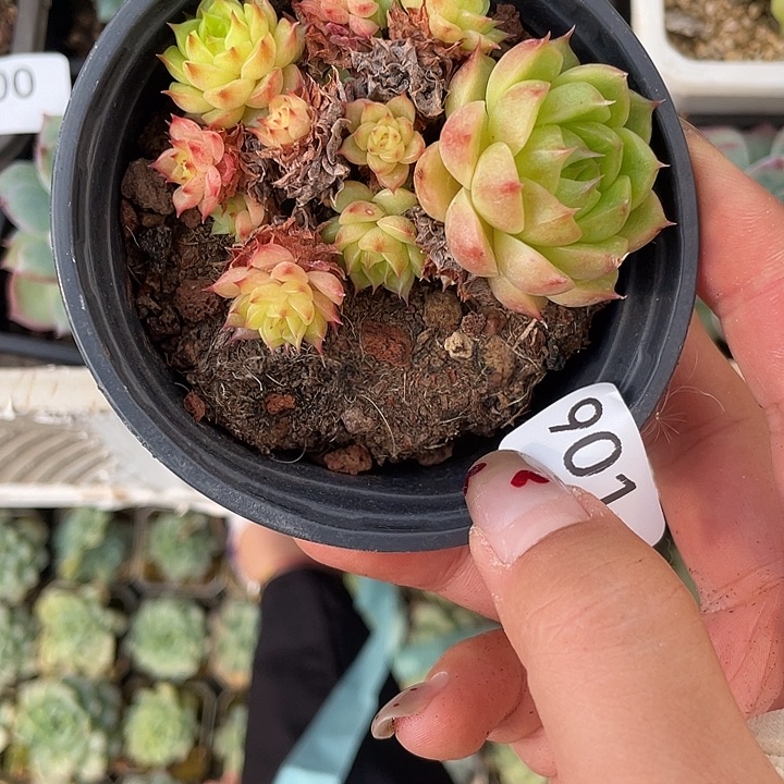 901。珍妮。       