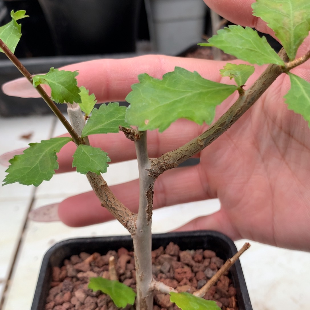 怀特没药带盆发货