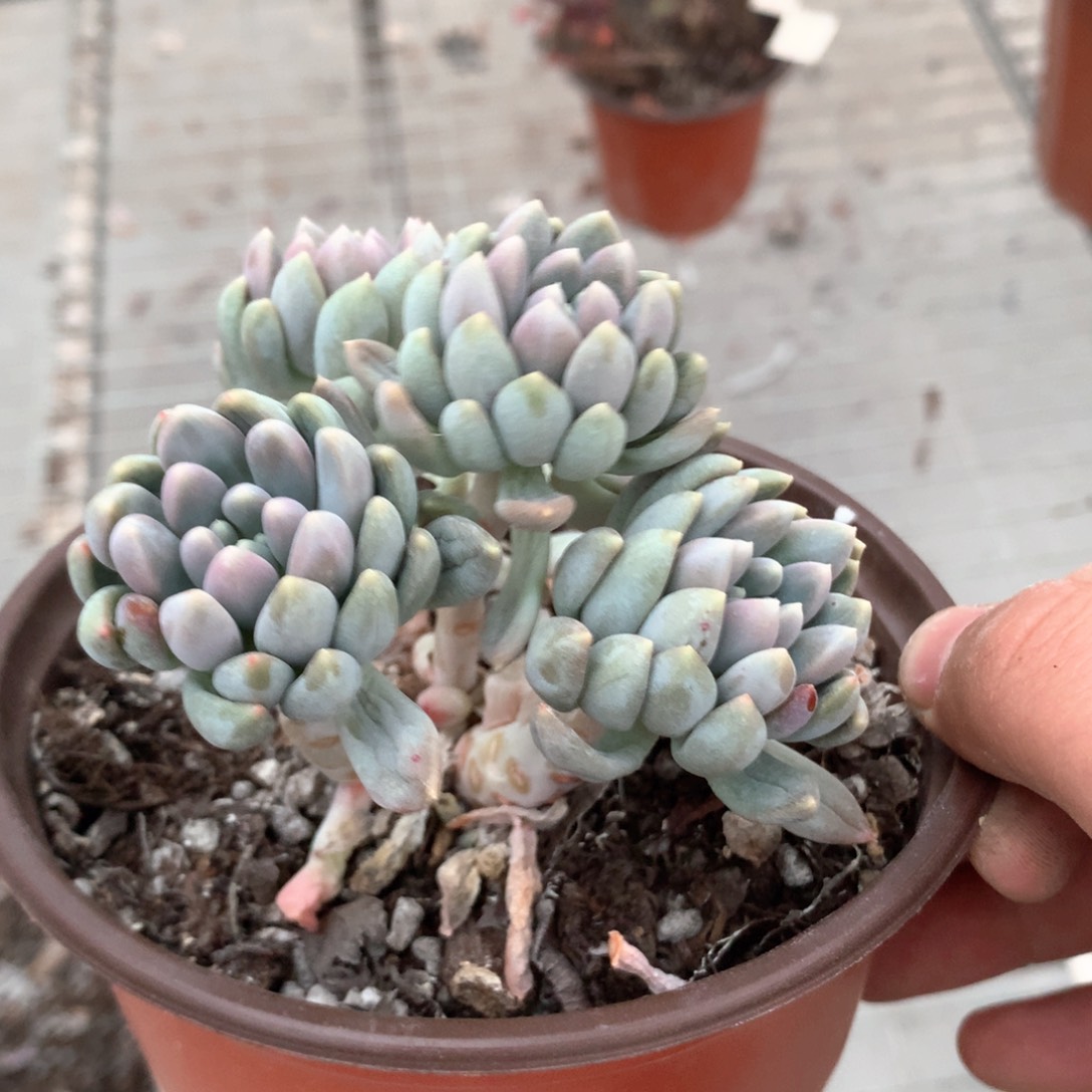 思*远明珠没人多肉植物