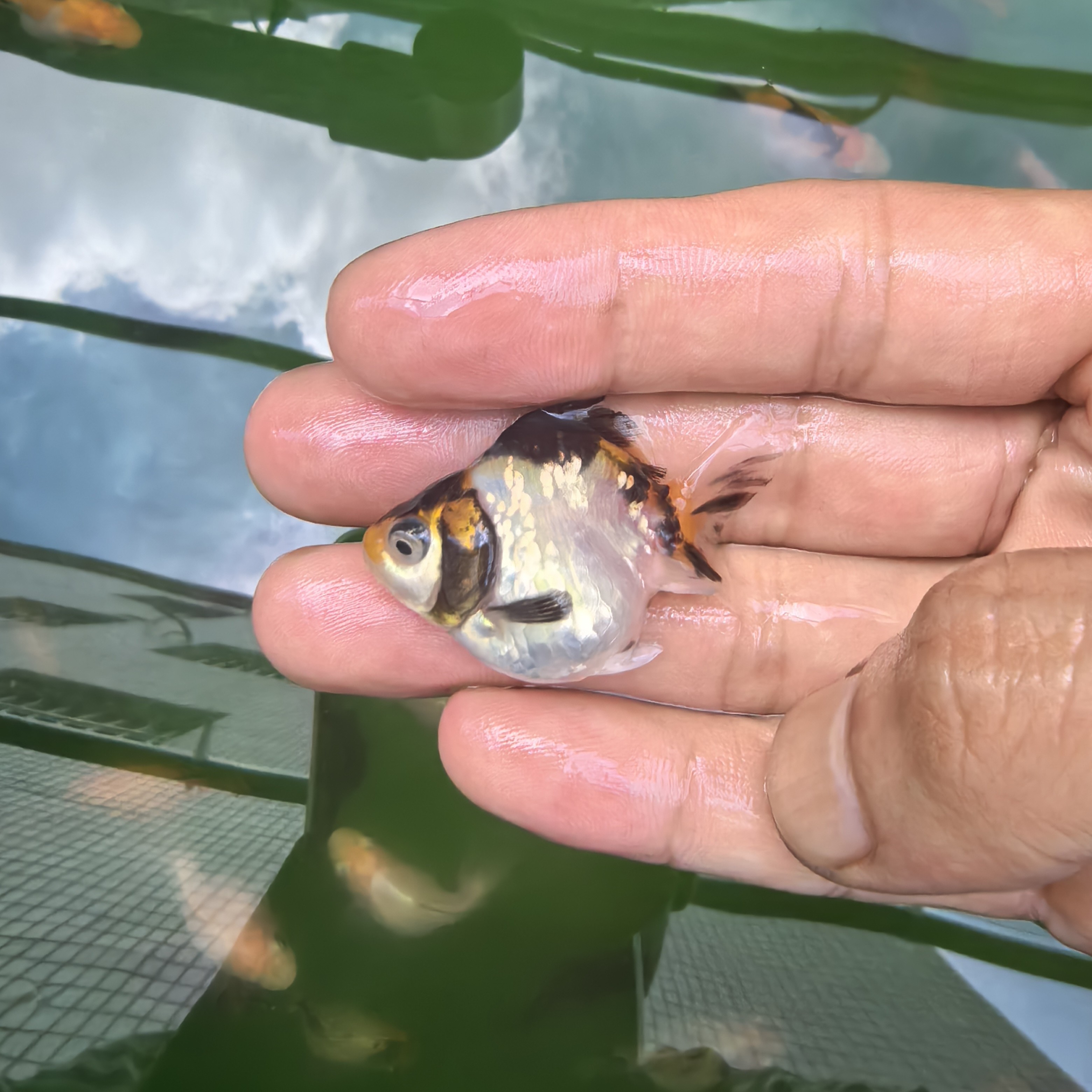 NK白虎苗活鱼包邮4选精品泰狮金鱼nk白虎苗3-5尺寸观赏鱼鱼观赏鱼