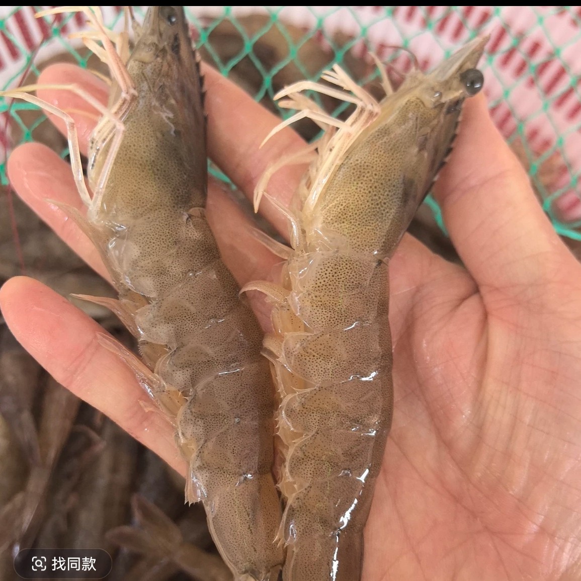 鲜活基围虾1000g（现场加氧）