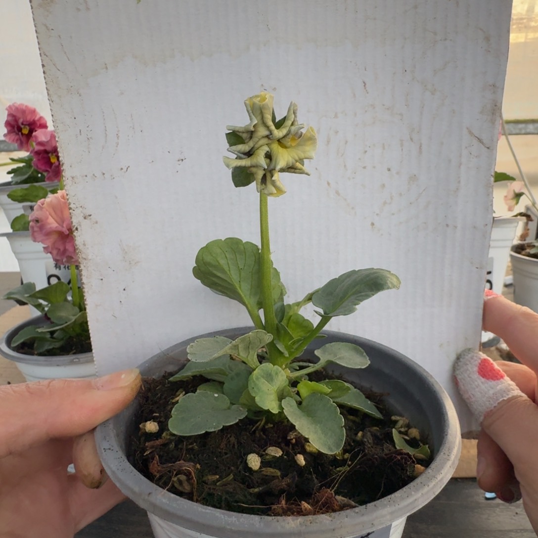 全部花朵396号角堇