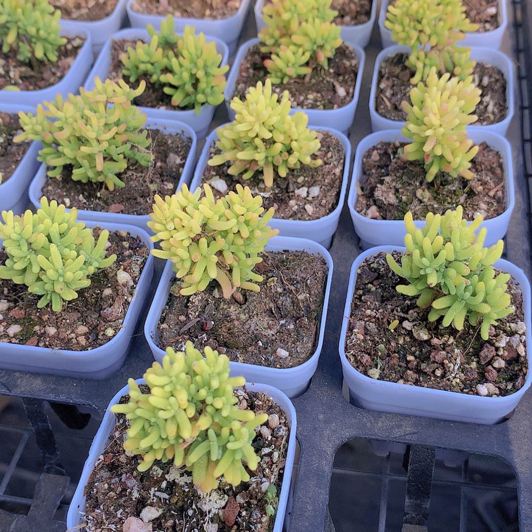 糖球锦245678899990