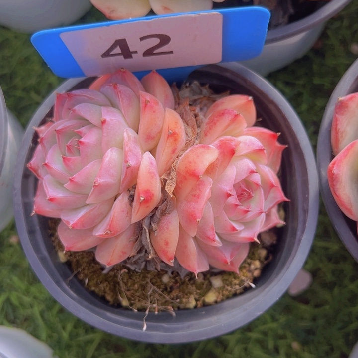 健健康康平平安安