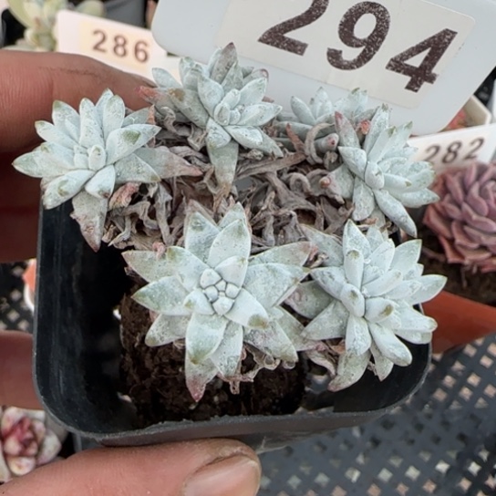 294白菊 一物一拍多肉