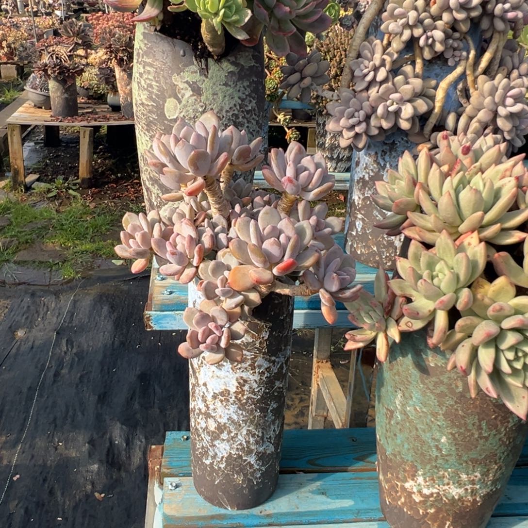 精品灰姑娘老桩 裸肉