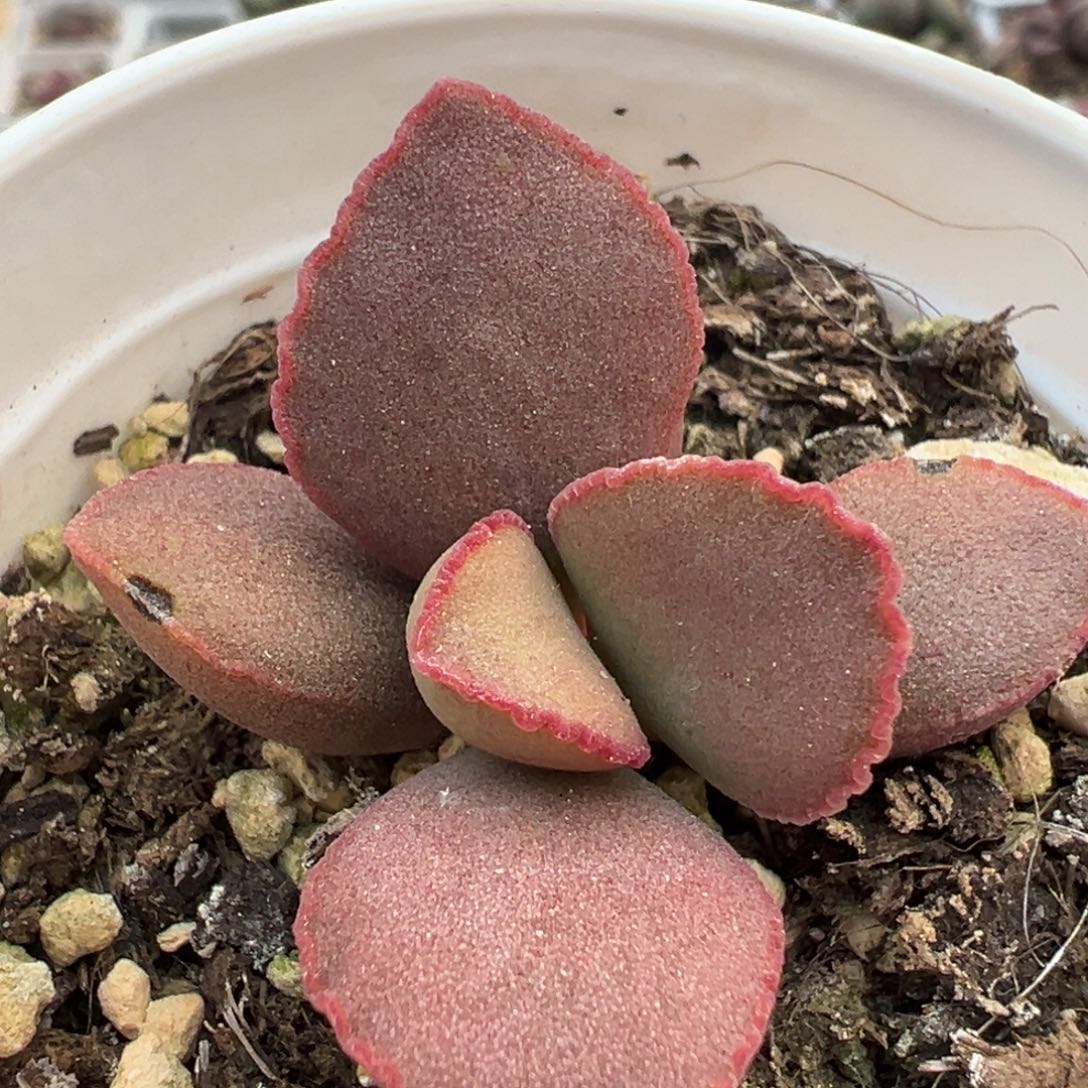 018-23红桃心多肉植物