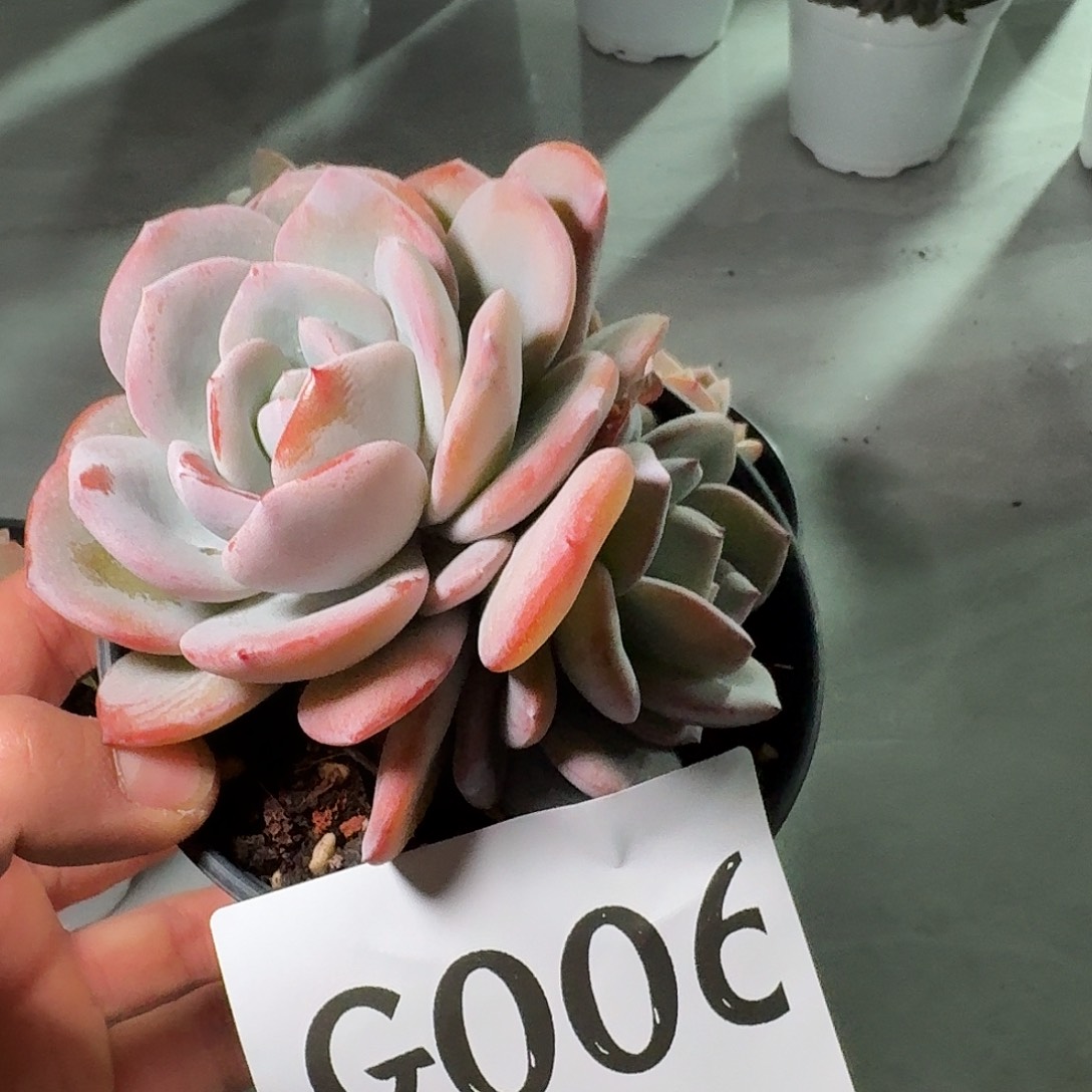 妮***）006gggggghhhhhhhhhhh