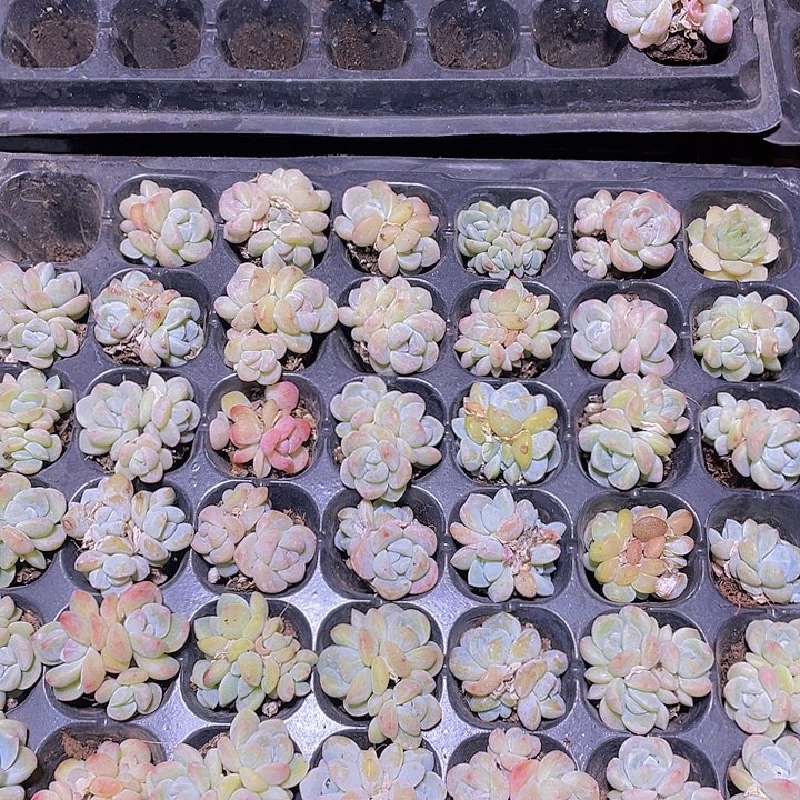 精品绿绿小穴苗2米2颗