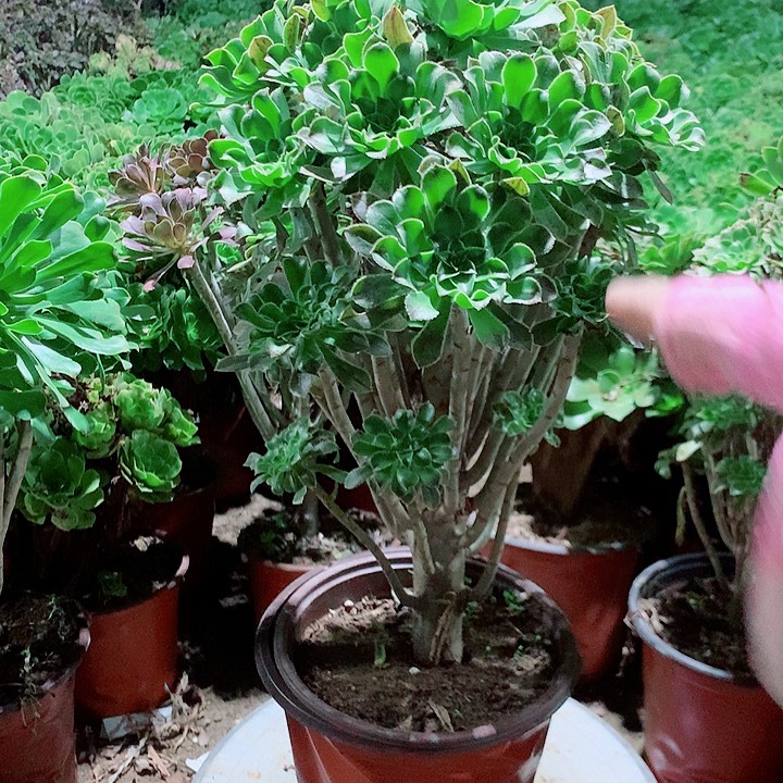 叶***子原始绿多肉植物法师14