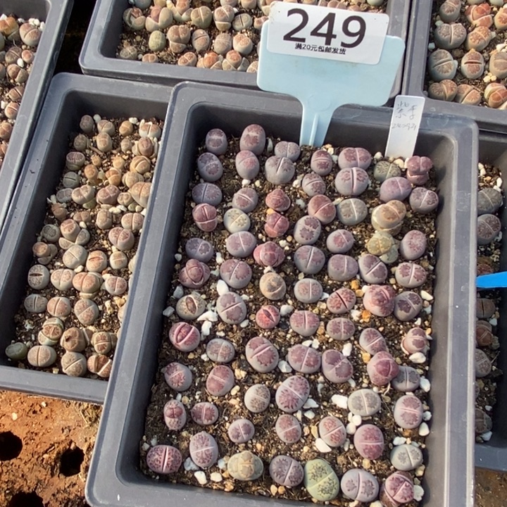 梦***女生石花等植物的生长249