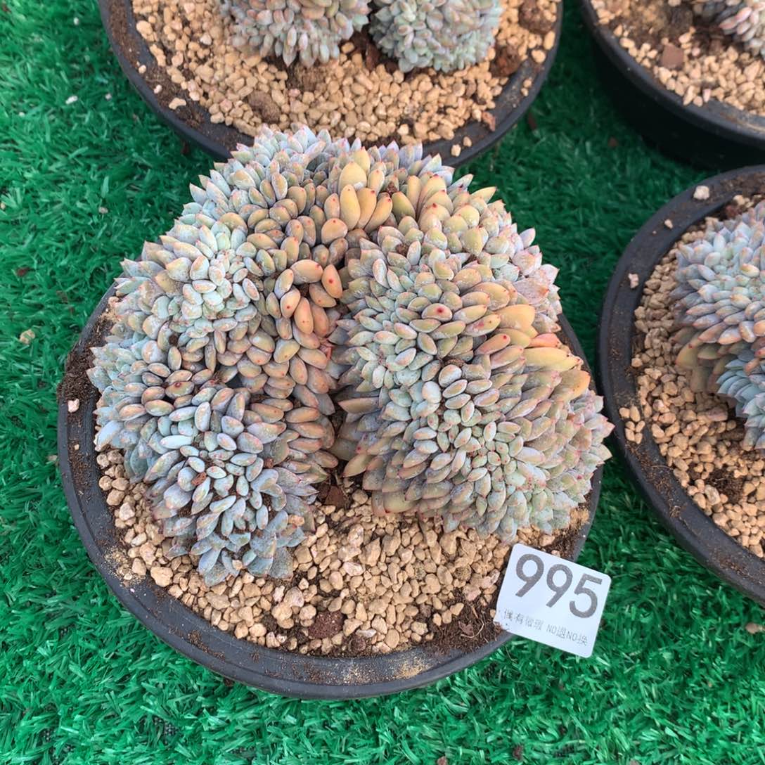 995橙子111111111111111