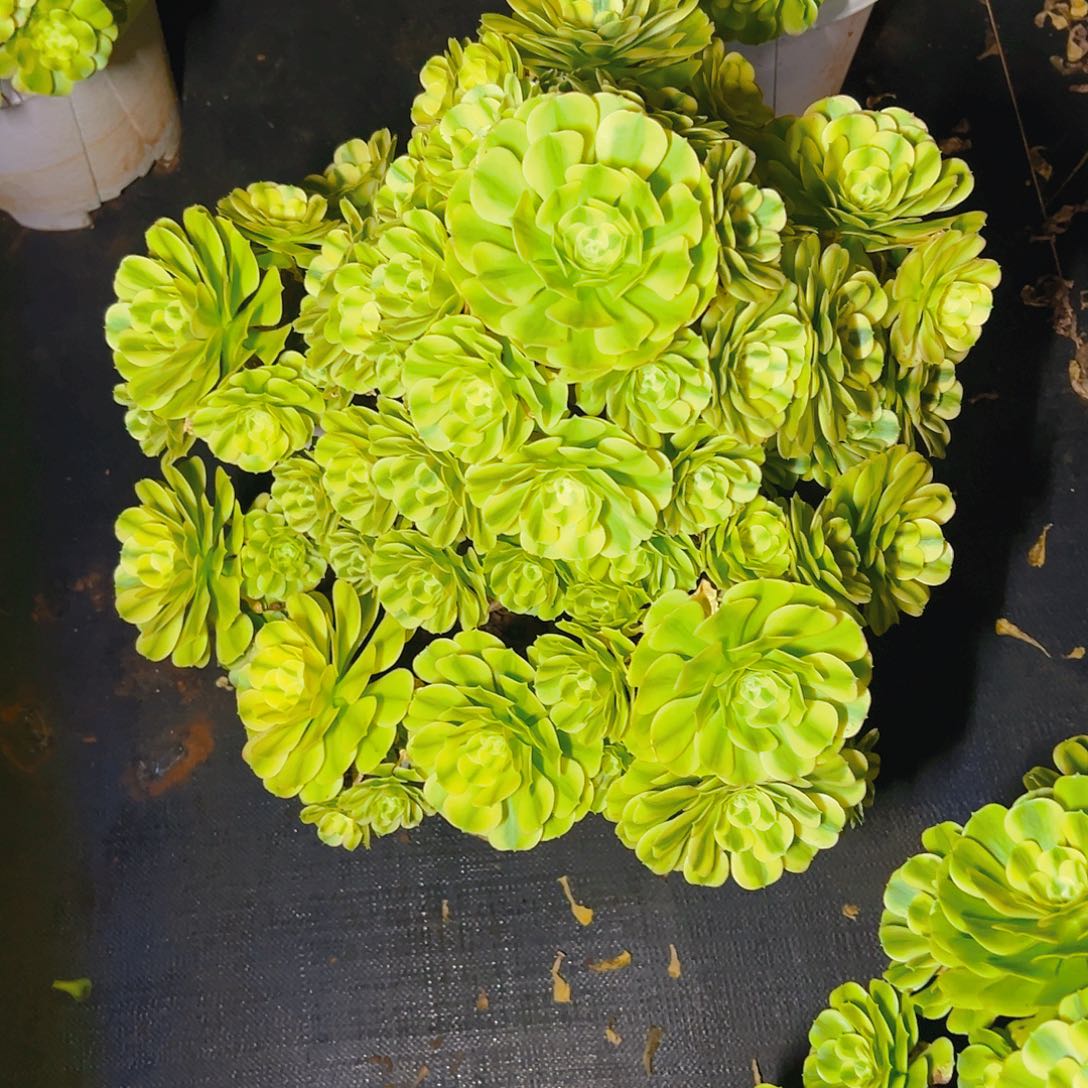 星****1111111111111111