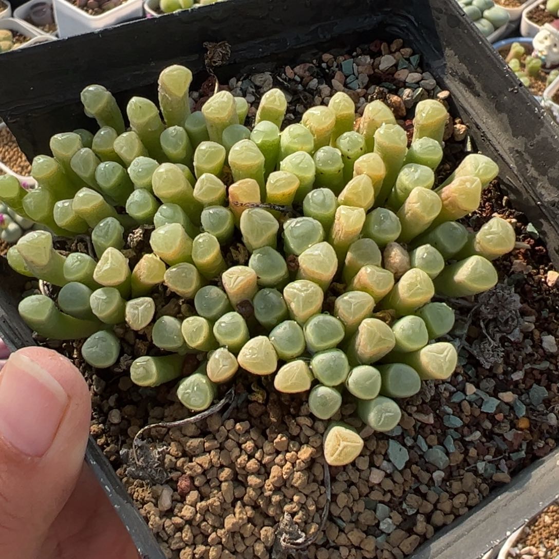 752多肉植物种类多样