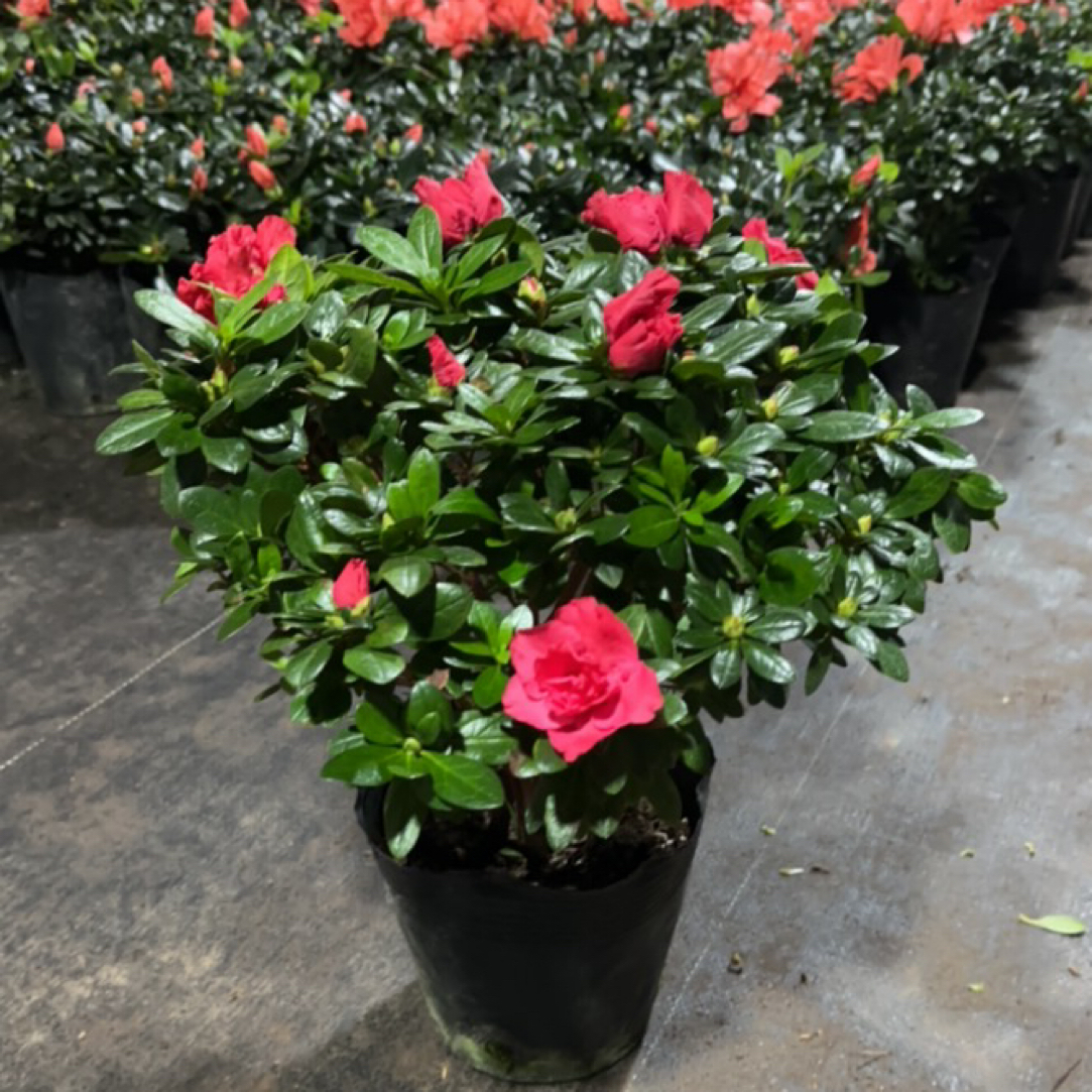 《多棵组》杨梅红杜鹃阳台种植养护好养易活带花苞原盆原土基地直销