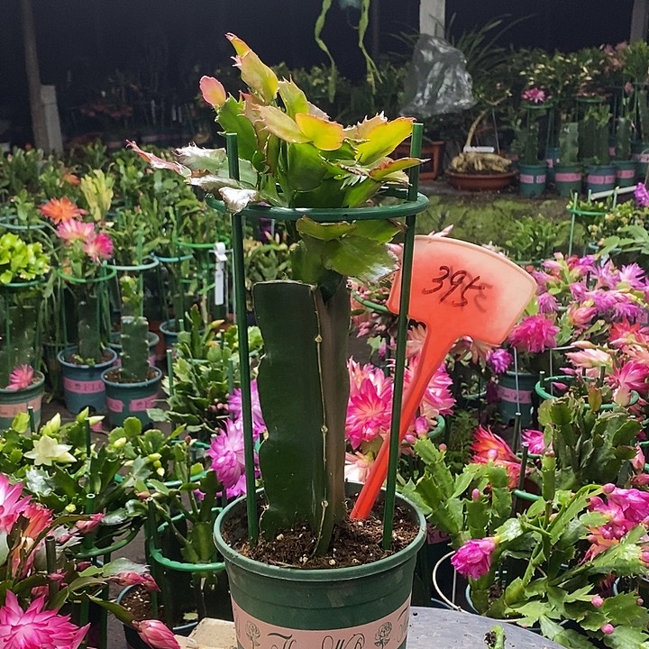 090重瓣395带盆发顺丰