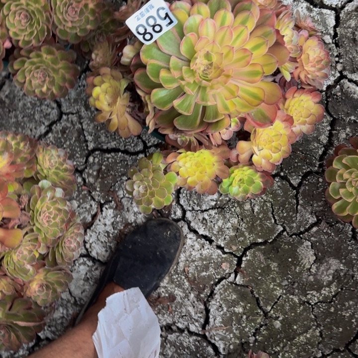 万七彩花29-4包邮花花