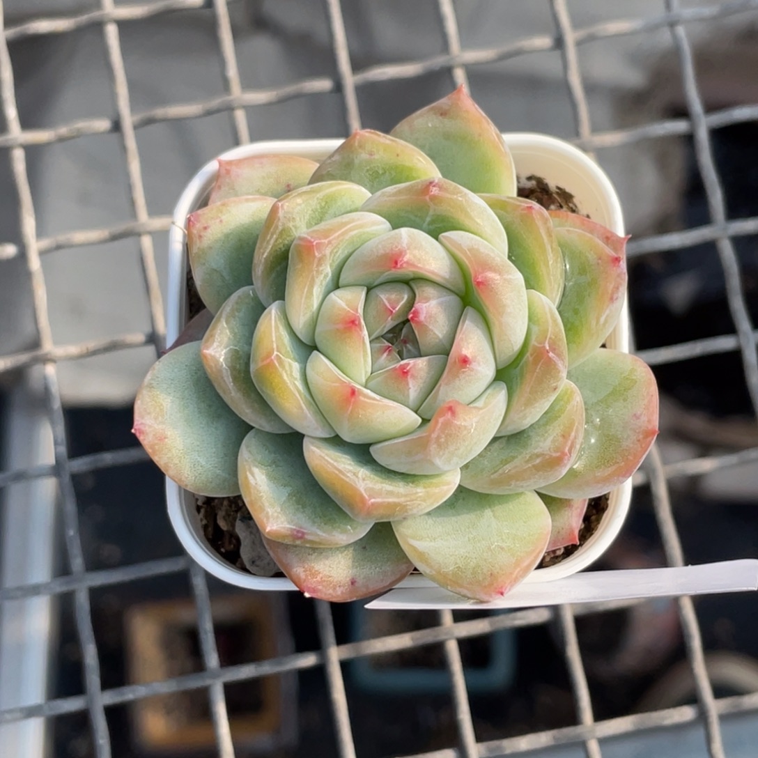 喵***喵353号糖心冰心珍妮