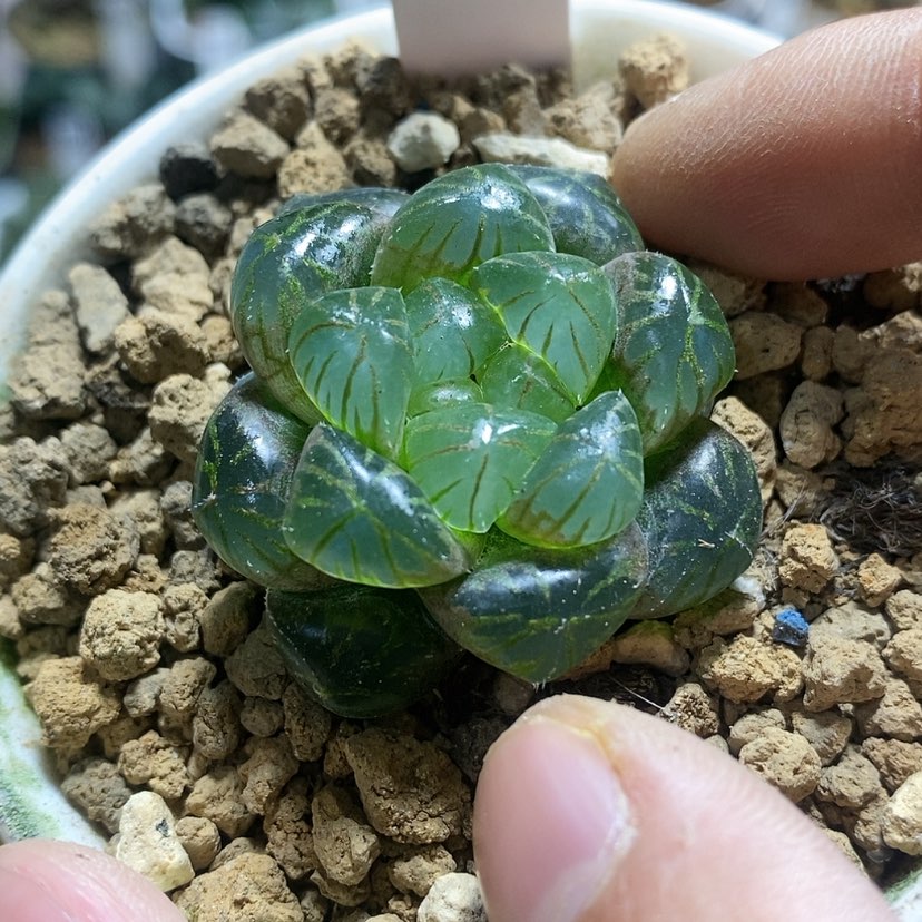 【闪购商品】229实生