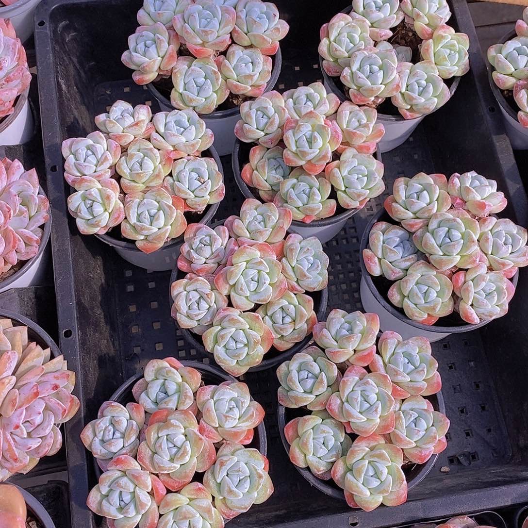 精品小冰玉拼盘单头7颗散量拍