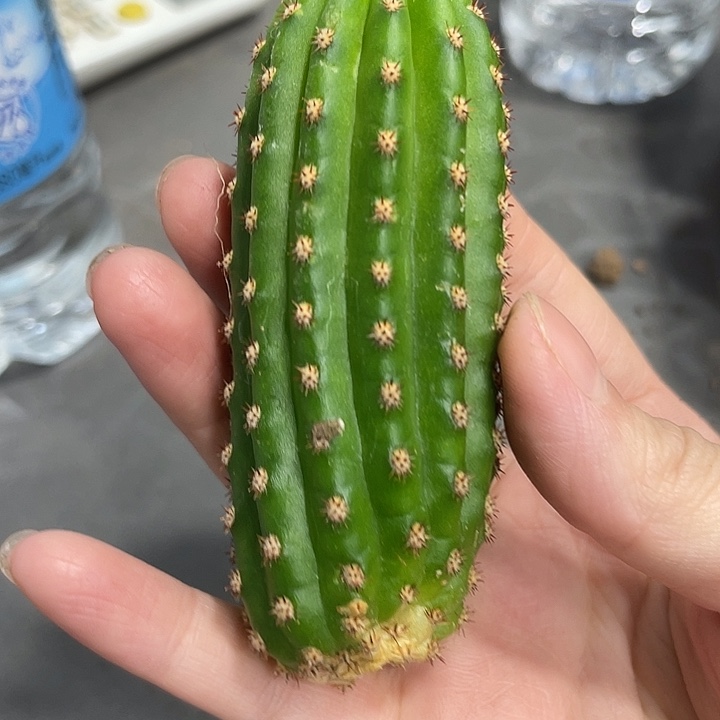 进口金妞金4侧芽一个