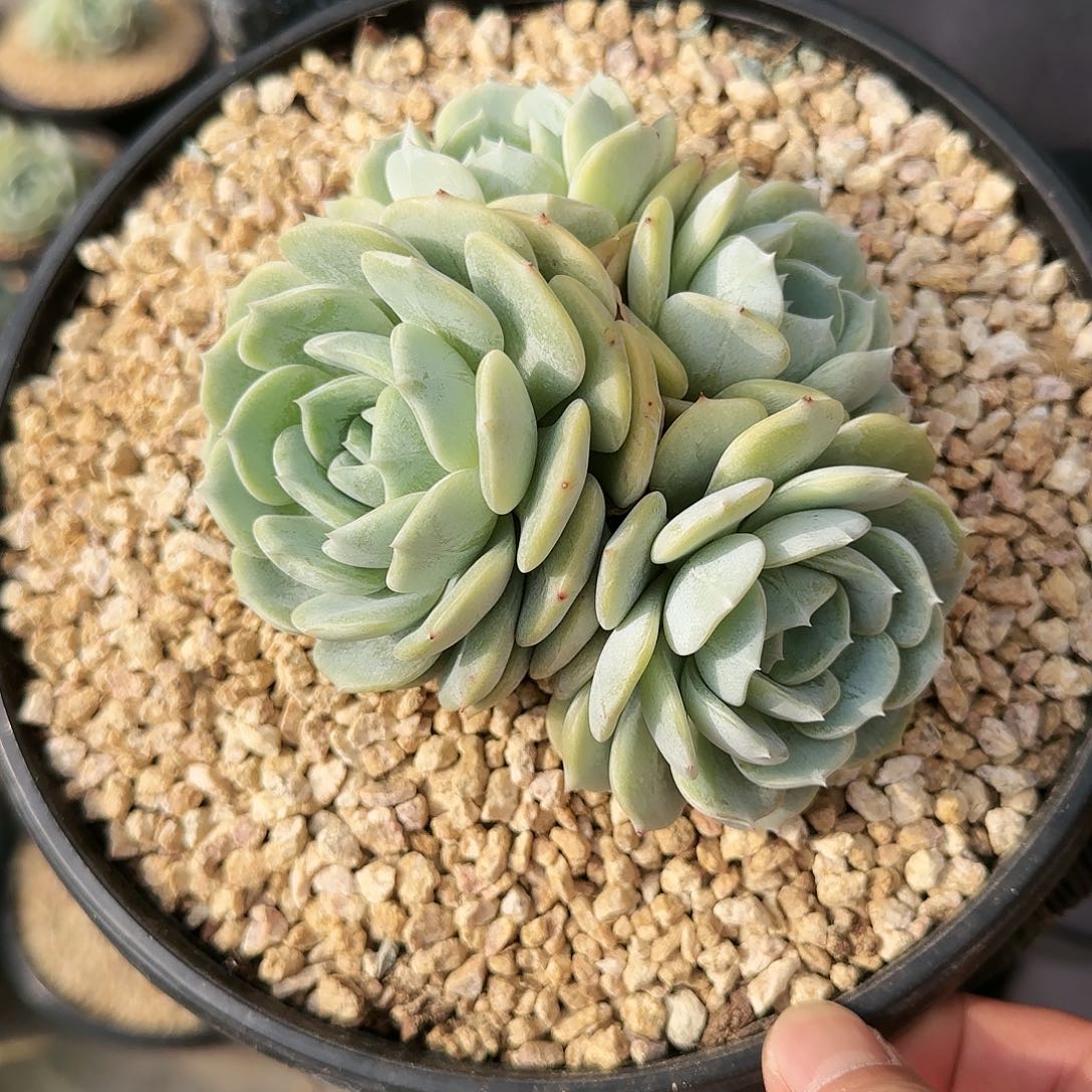 劳琳小4头起35.8