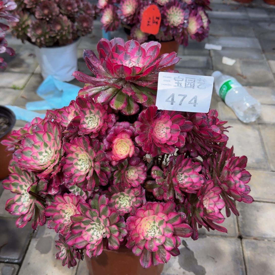 贤***奶多肉植物474红桐柏