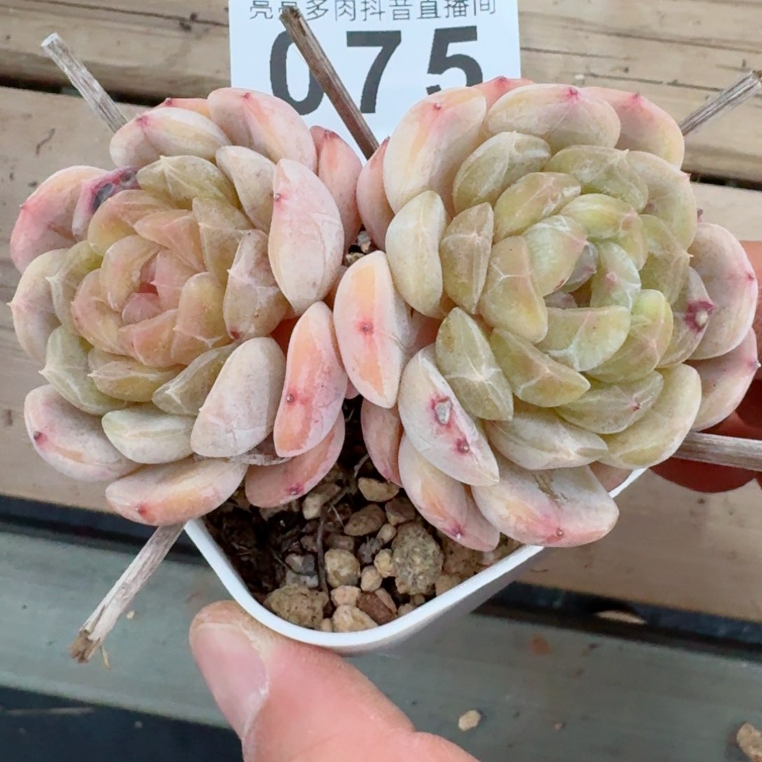 白色恋人双头老桩